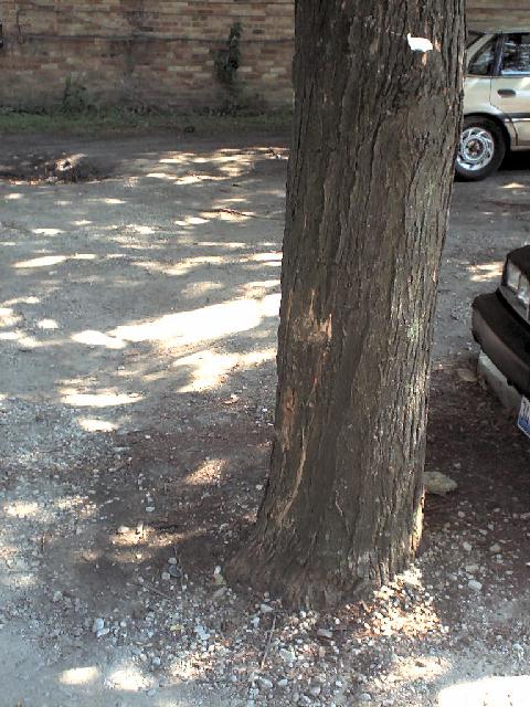 Tree marking the spot of the rear wall against which Moran's men were lined up and shot