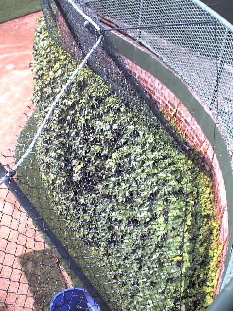 Looking down at the world-famous ivy in right-field
